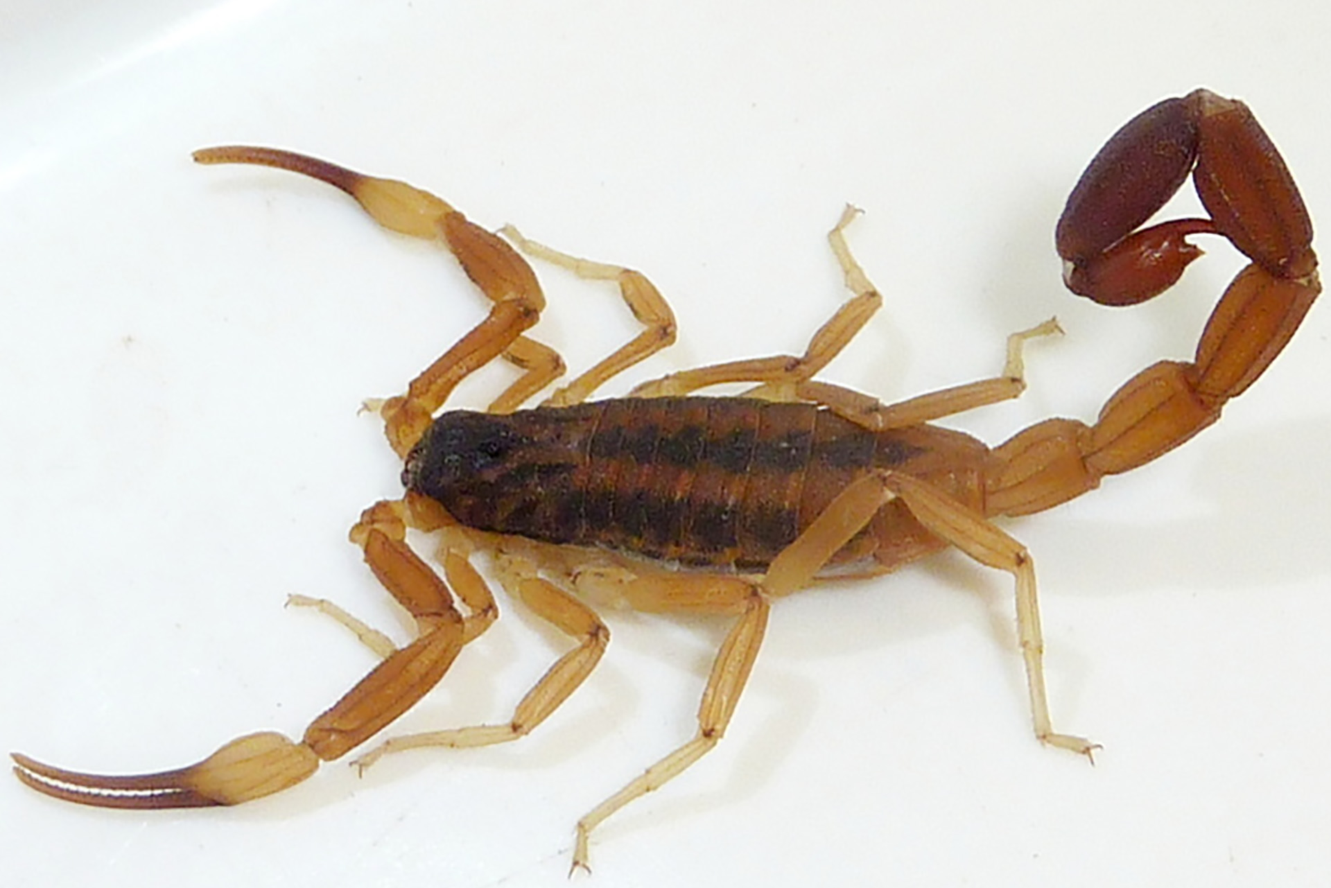 Desde Salud se recuerdan las principales medidas para prevenir picaduras de alacranes